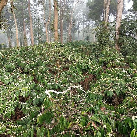 فندق Coorg Kolamotte Gonikoppal المظهر الخارجي الصورة