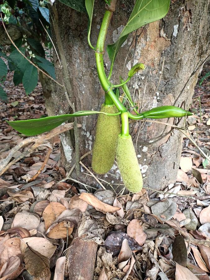 فندق Coorg Kolamotte Gonikoppal المظهر الخارجي الصورة