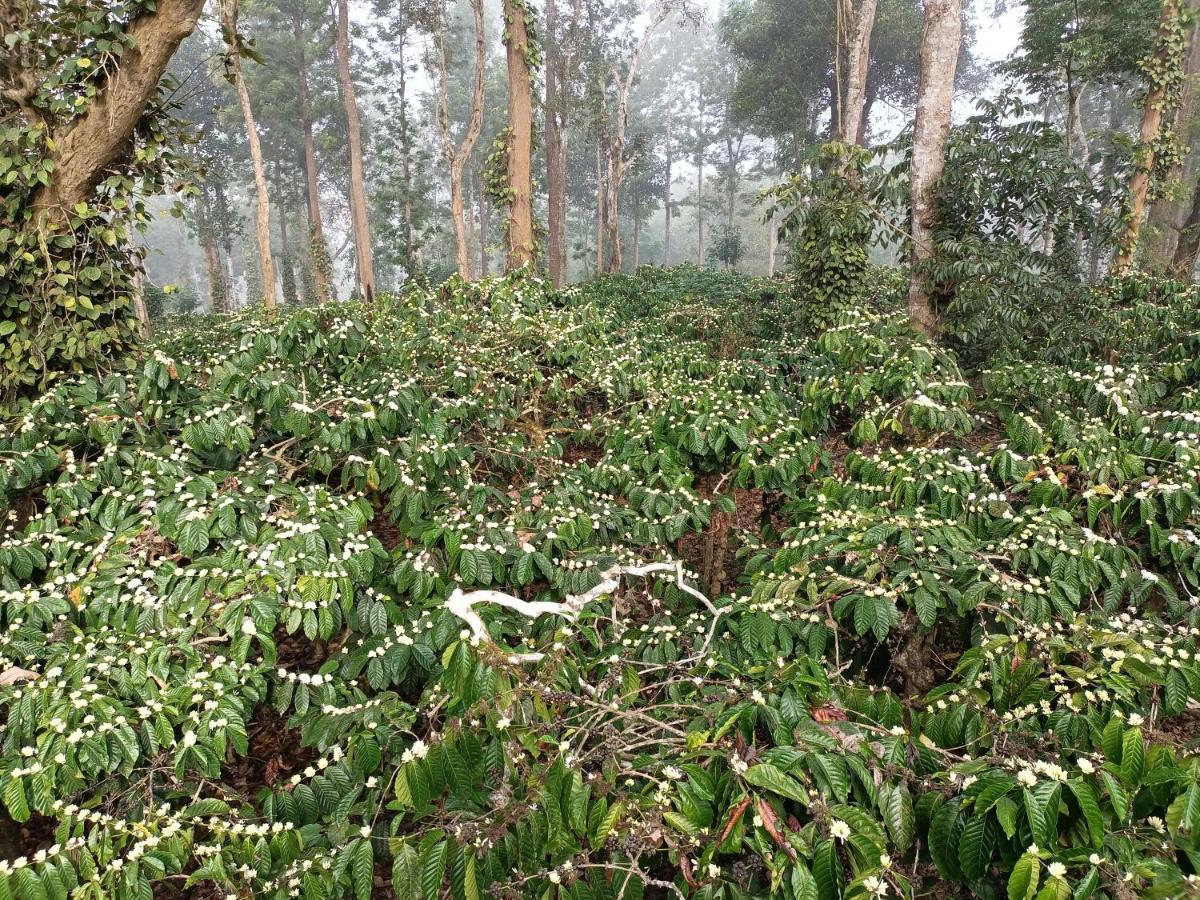 فندق Coorg Kolamotte Gonikoppal المظهر الخارجي الصورة