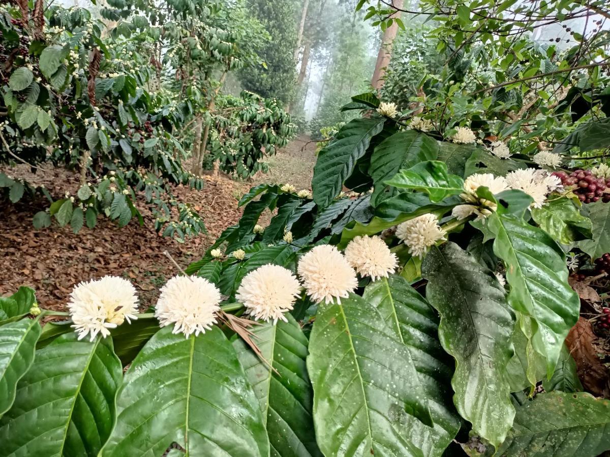 فندق Coorg Kolamotte Gonikoppal المظهر الخارجي الصورة