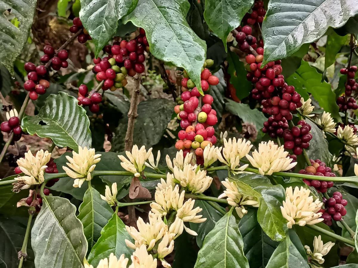فندق Coorg Kolamotte Gonikoppal المظهر الخارجي الصورة