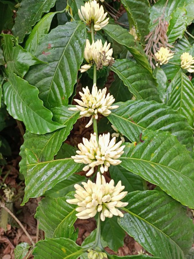 فندق Coorg Kolamotte Gonikoppal المظهر الخارجي الصورة