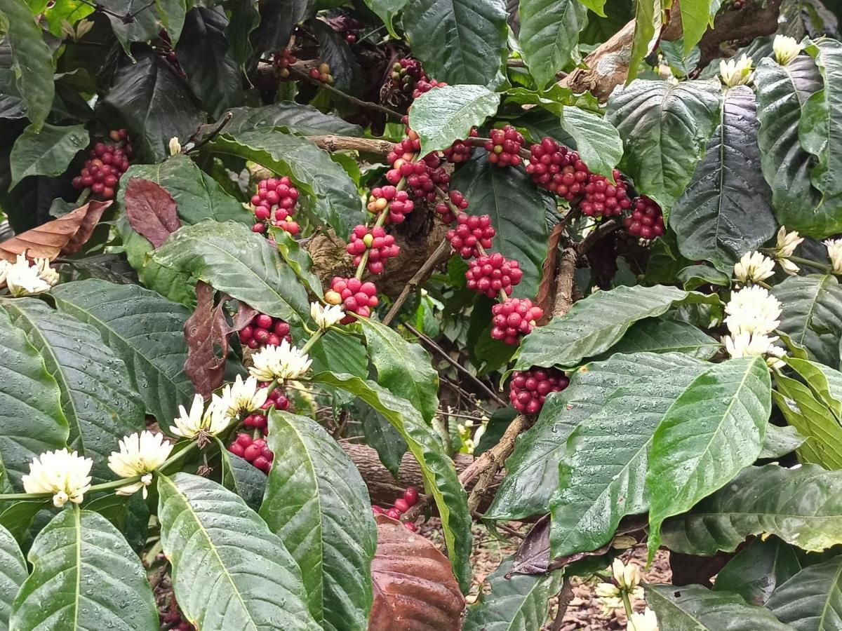 فندق Coorg Kolamotte Gonikoppal المظهر الخارجي الصورة