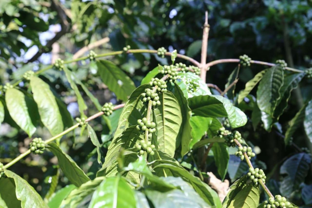 فندق Coorg Kolamotte Gonikoppal المظهر الخارجي الصورة